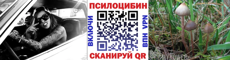 Псилоцибиновые грибы Psilocybe  где продают наркотики  Пионерский 
